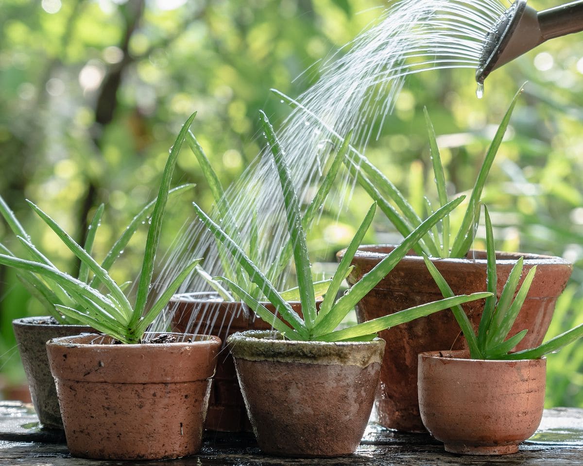 Aloe Vera